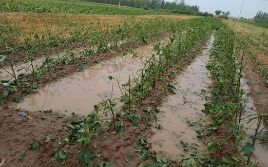  首羡镇受灾棉花田。受访者供图