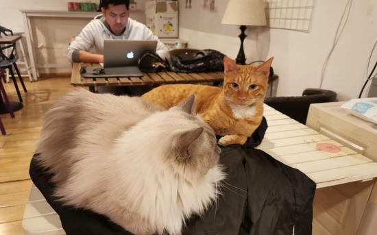 中关村南大街的一家猫咖，店里的猫趴在桌上。摄影/新京报记者&nbsp;马瑾倩