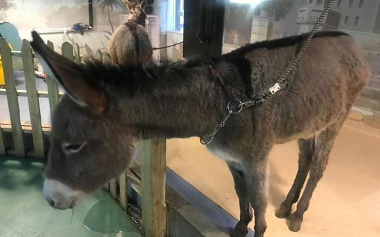 一家室内动物园豢养的驴，身上的味道比较大。摄影/新京报记者&nbsp;陈超