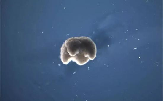  由青蛙干细胞打造的活体机器人Xenobots。/美国佛蒙特大学网站