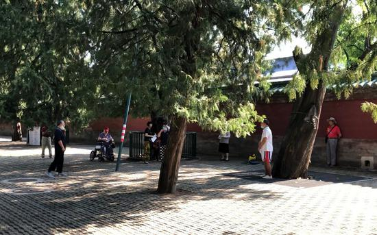 今天上午，天坛公园祈年殿西侧花甲门外，有老人站在树下合唱。摄影/新京报记者 周依