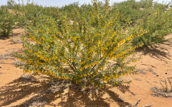  腾格里沙漠柠条，每年4月下旬开花。