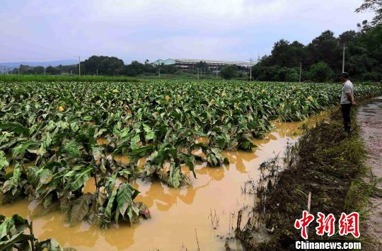 图为连城县隔川乡受灾烟田。　黄水林 摄