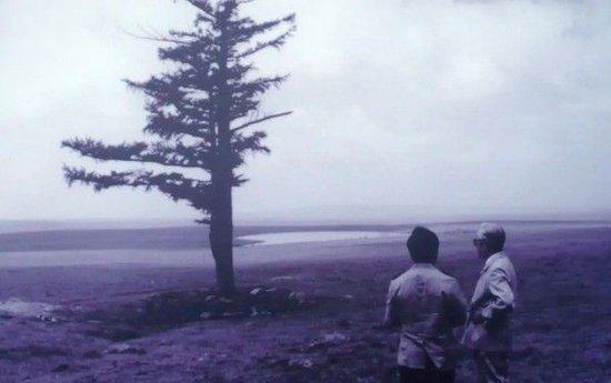  1961年冬，第一代林场建设者在千里雪原中发现了这棵孤独的落叶松。