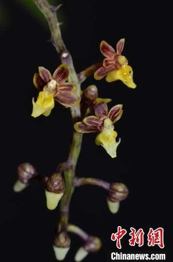 海南隔距兰&nbsp; Cleisostoma hainanense。 黄明忠 摄