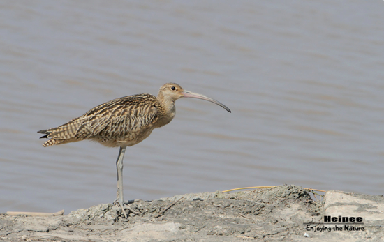 大杓鹬（新增二级）袁晓/摄
