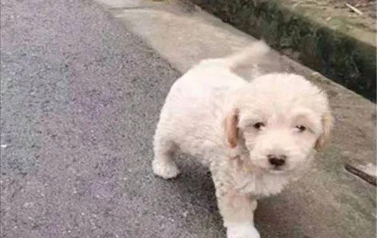  △姜先生领养的小狗多多