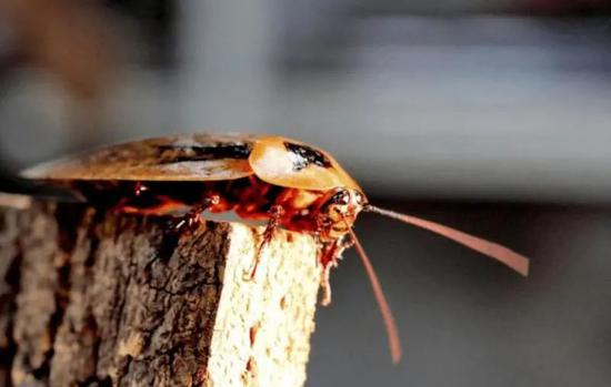  马达加斯加鸣蠊