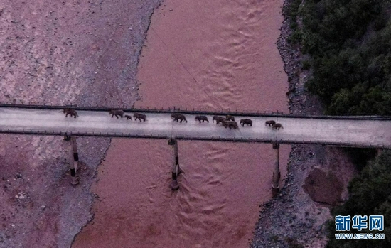 象群通过老213国道元江桥（无人机照片，8月8日摄）。新华网发（云南省森林消防总队供图）