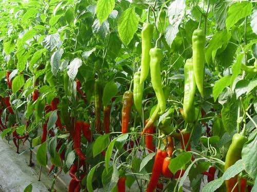 代村的现代蔬菜园一角。