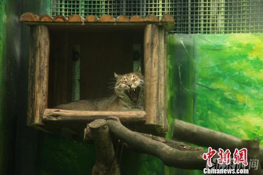 打哈欠的金猫，2016年11月在重庆动物园拍摄的的西藏亚种金猫。