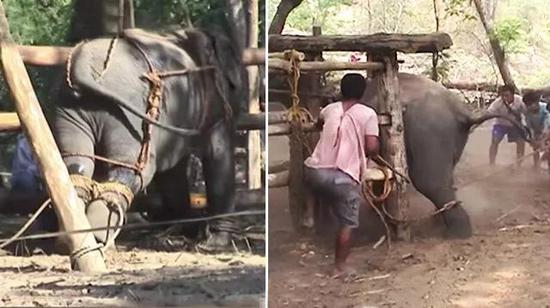 ▲残忍的训练仪式 图据网络