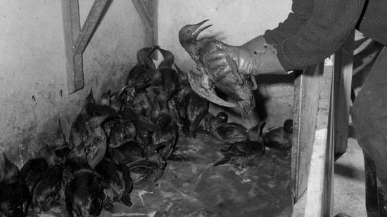 ▲英国康沃尔郡锡利群岛附近海域数以万计的海鸟死亡（图自：BBC）