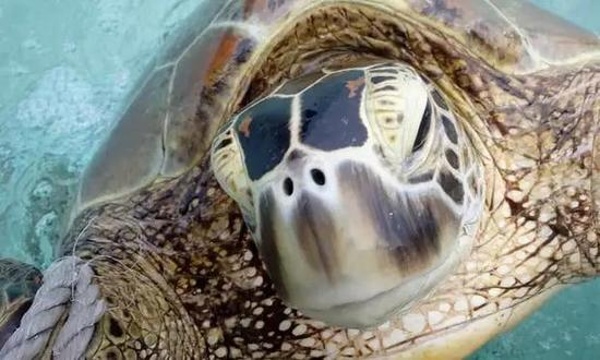 ▲在大堡礁，雌性在绿海龟中所占比例极高 &nbsp;图据澳大利亚WWF