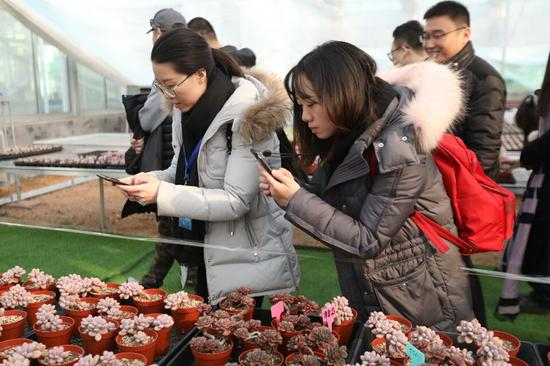 可爱的多肉植物吸引了采访团记者的目光