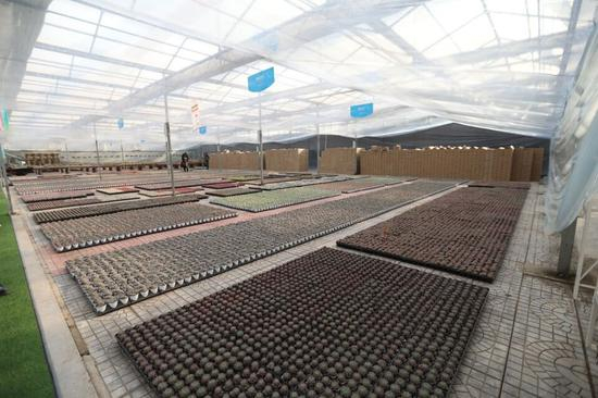 青州国际花卉创业园仓储大棚。