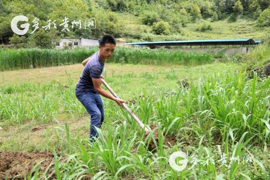  王启忠在收割草料