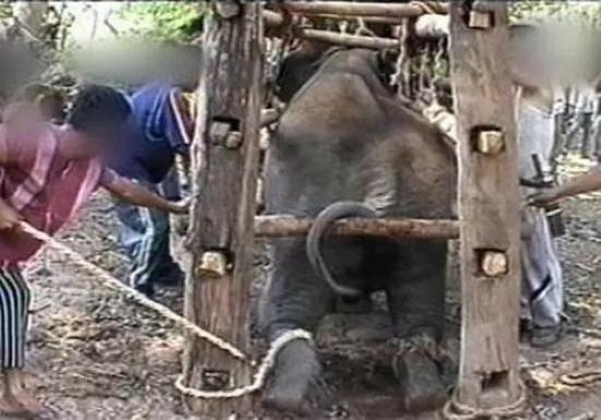 ▲残忍的训练 图据网络