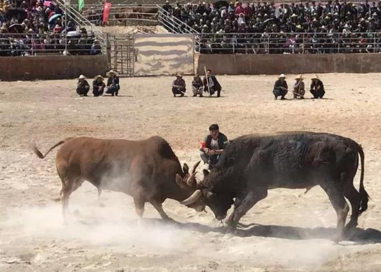 ▷山花节的重头戏——斗牛