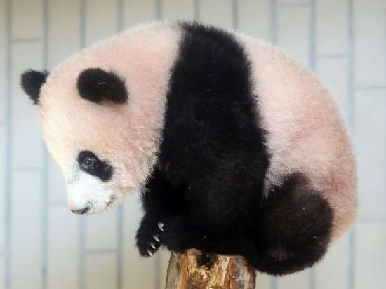 ▲活泼可爱的香香 &nbsp;&nbsp;图据美国广播公司