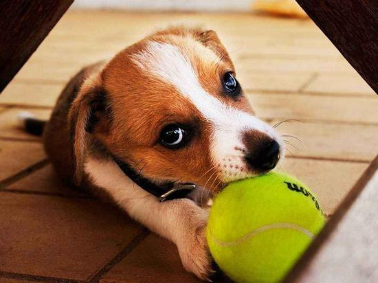 狂犬病是一种人兽共患的急性传染病，很多时候我们可能因为爱心而掉以轻心。