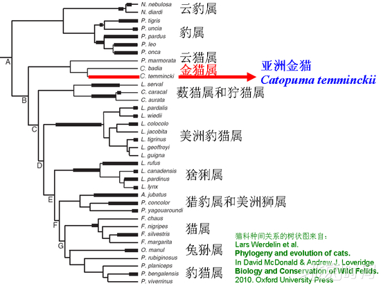 金猫在猫科中的分类地位