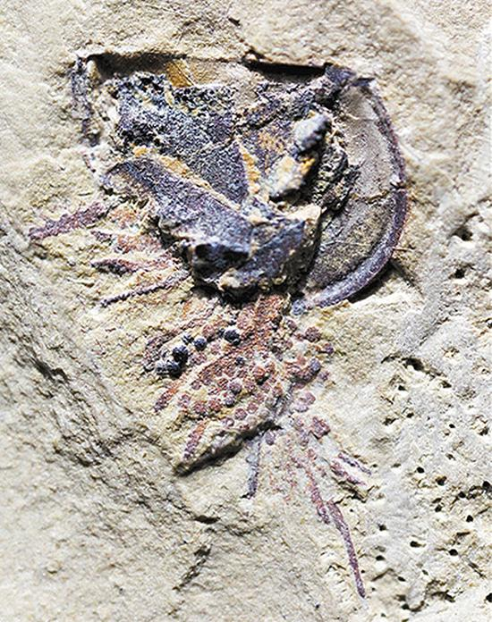 携卵的朵氏小昆明虫化石。 受访者供图