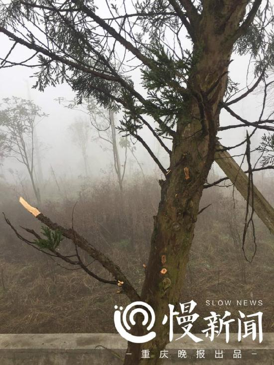 大多数树枝被人为折断。