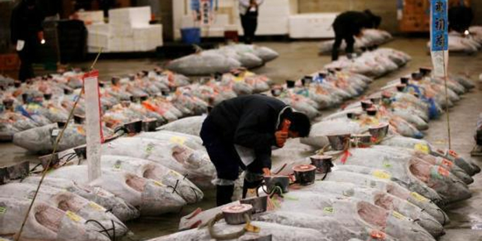 联合国警告:捕捞过度导致全球鱼类消费难以永