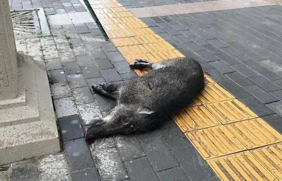 野猪尸体将交林业部门处理 &nbsp;西安新闻网 图