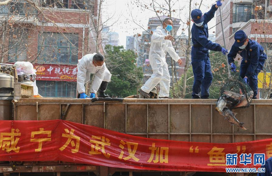 一批运到武汉市硚口区华生汉口城市广场社区的活鱼在卸货（3月13日摄）。 新华社记者 程敏 摄