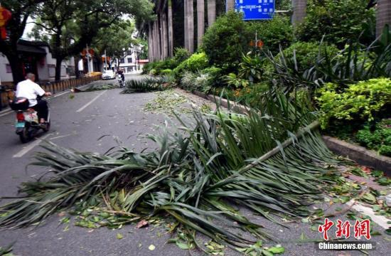福州市区一路段路旁绿化带植物被被台风“玛莉亚”刮落一地。刘可耕 摄