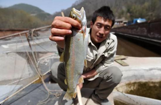 　　2015年4月16日，宁夏回族自治区泾源县六盘山林业局龙潭虹鳟鱼场工人展示当地养殖的虹鳟鱼。新华社记者彭昭之摄