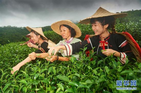 　　海南“茶姐”郑丽娟（右二）和茶场员工在五指山水满乡茶山上采茶（2017年8月29日摄）。海南“茶姐”郑丽娟在五指山深处的水满乡茶山上埋头干了17年，带动周边黎族、苗族群众脱贫致富。 新华社记者赵颖全摄