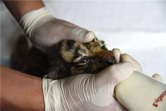 　　在位于哈尔滨市的黑龙江东北虎林园育婴室，饲养员为一只刚出生不久的小东北虎喂奶（7月20日摄）。