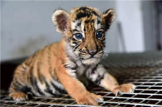 在位于哈尔滨市的黑龙江东北虎林园育婴室，一只小虎在等待吃奶（7月17日摄）。