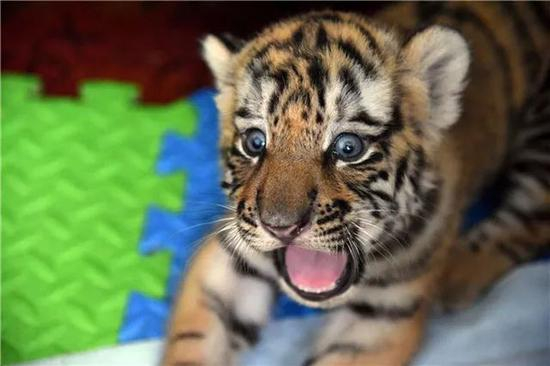 在位于哈尔滨市的黑龙江东北虎林园育婴室，一只小虎张着嘴“表示”要吃奶（7月17日摄）。