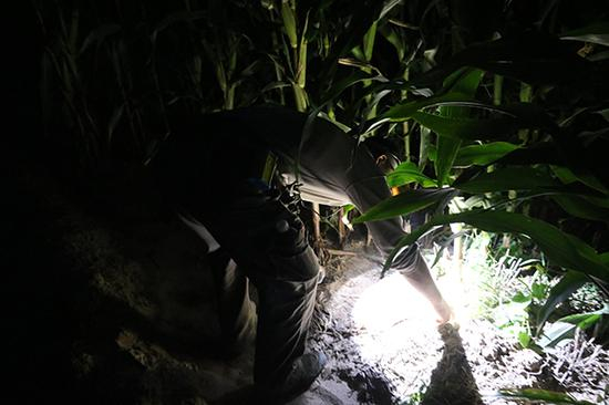 杨振方正在地里抓蟋蟀。