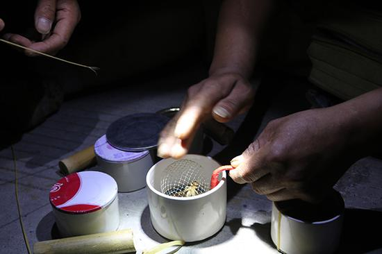 仔细查看抓获的蟋蟀。