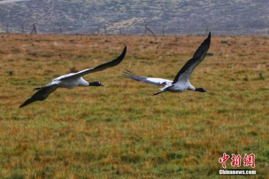 资料图：黑颈鹤在天空中展翅翱翔。 安建斌 摄