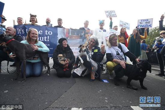 当地时间2018年10月7日，英国伦敦，当地反脱欧民众带领他们的宠物在市中心游行，抗议英国脱离欧盟。（图片来源：视觉中国）