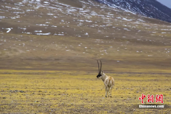 羌塘国家级自然保护区改则县片区的藏羚羊 贡觉群培摄