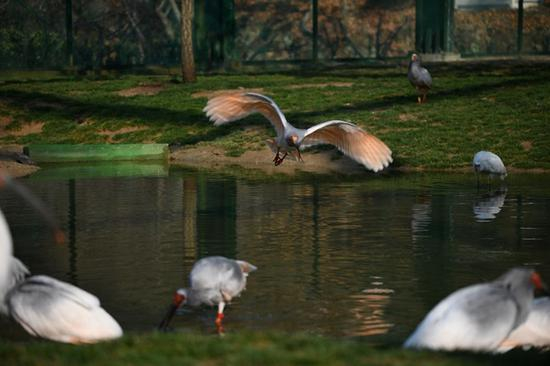 正在接受野化训练的朱鹮（韩国环境部）