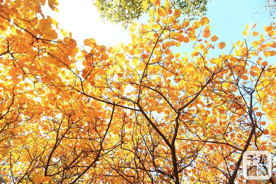 西山国家森林公园&nbsp;千龙网记者 陈健男 摄