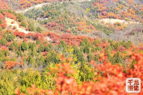 西山国家森林公园&nbsp;千龙网记者 陈健男 摄