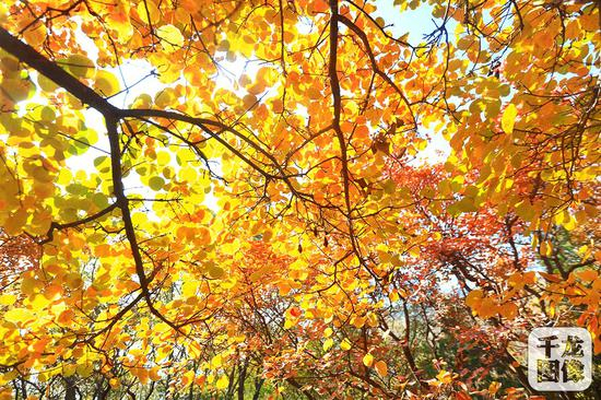 西山国家森林公园&nbsp;千龙网记者 陈健男 摄