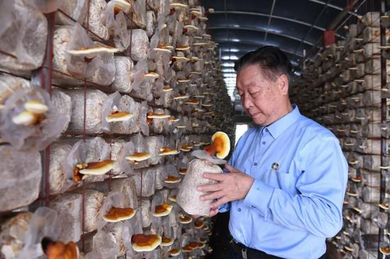 　　2019年6月19日，福建农林大学国家菌草工程技术研究中心首席科学家林占熺在福建三明市将乐县的菌草灵芝示范基地查看村民利用菌草种植培育的灵芝。新华社记者林善传摄