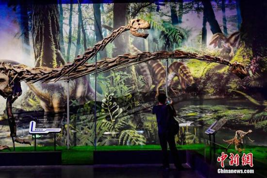 　　资料图：广东省博物馆，巨型恐龙骨架吸引观众眼球。此前，由广东省博物馆主办，自贡恐龙博物馆协办的“群龙出没——恐龙时代大穿越”展览在广东省博物馆开展。中新社记者 陈骥旻 摄