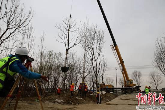 　　4月3日，雄安市民服务中心建设工地，施工人员在进行园林绿化的施工。据介绍，在雄安新区正式成立一周年之际，有“雄安第一标”之称的雄安市民服务中心项目主体结构全部完工，目前进入内外装饰、市政管网、园林绿化等方面的施工。中国青年报·中青在线记者 陈剑/摄