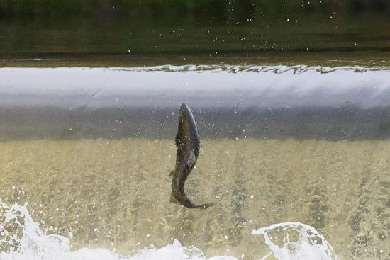 2017年10月8日，在加拿大多伦多，一条三文鱼跃出亨伯河水面，试图跳过水坝。
